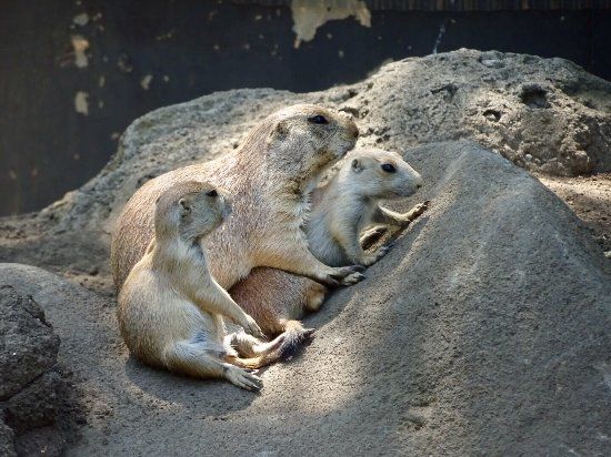 Dierentuin van Edogawa